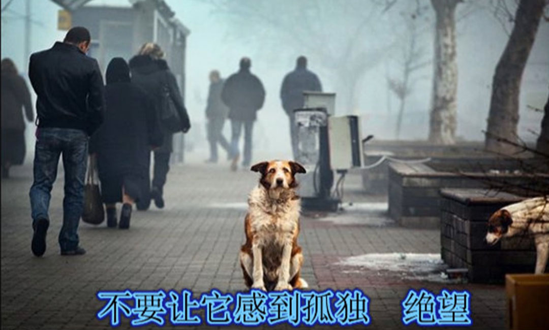 株洲株洲爱影圈微博微信转发案例